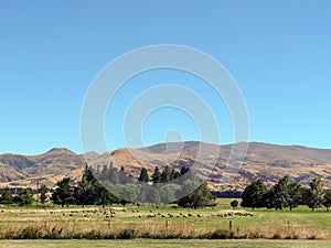 Queenstown Pastures