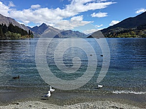 Queenstown Waterfront turquoise crystal clear water on sunny day