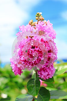 Queenâ€™s crape myrtle