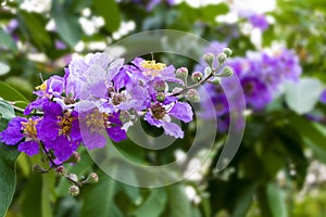 Queenâ€™s Crape Myrtle flower, Lagerstroemia speciosa Pers, Queen`s flower in the park or forest in tropical