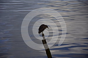 QUELLON, CHILE. The bird is sitting on a wooden pole by the water