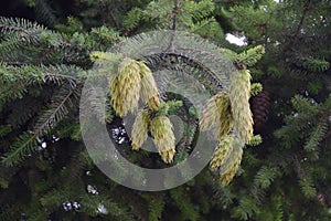 QUELLON CHILE. Fir cones close-up