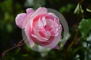 QUELLON CHILE. Pink rose close-up