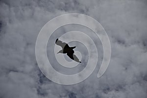 QUELLON, CHILE. Seagull on the background of a cloudy sky