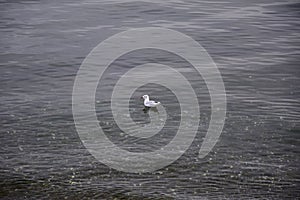 QUELLON, CHILE. Seagull swims in calm water