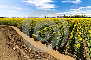 Quench - Thirsty Sunflowers