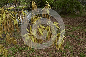 Quercus acutissima tree in bloom