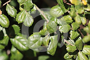 Quercus Agrifolia Agrifolia Leaf - Santa Monica Mtns - 122322 photo