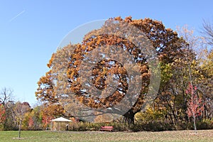 Quercus alba aka White Oak Tree and clear blue sky