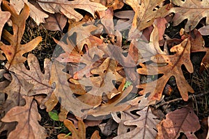 A Carpet of Fallen, White Oak Leaves