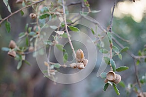 QUERCUS BERBERIDIFOLIA FRUIT - TOPANGA SP - 011521 D