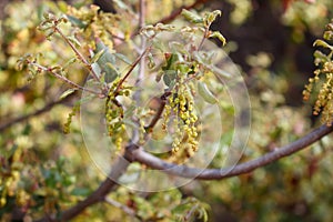 QUERCUS BERBERIDIFOLIA STAMINATE BLOOM - RED ROCK CP MRCA - 042721 A