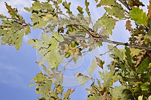 Quercus cerris tree close up