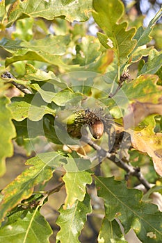 Quercus cerris tree close up