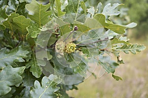 Quercus cerris branch close up