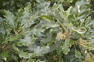 Quercus cerris branch close up