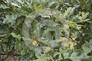 Quercus cerris branch close up