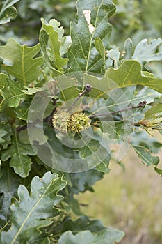 Quercus cerris branch close up