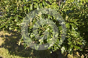 Quercus cerris branch close up