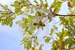 Quercus cerris tree close up