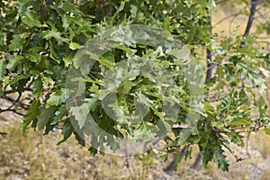 Quercus cerris tree close up