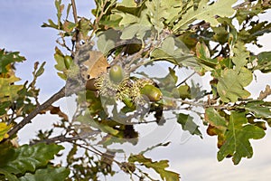 Quercus cerris tree close up
