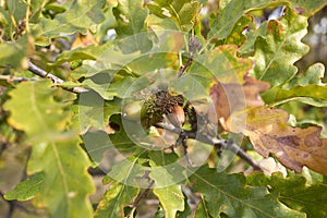 Quercus cerris tree close up