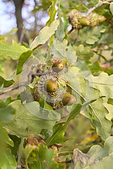 Quercus cerris tree close up