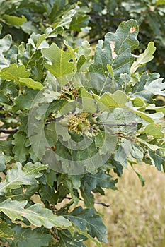 Quercus cerris tree close up
