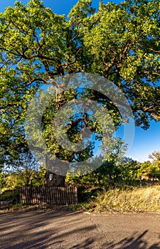 Quercus cerris in Varbovchets