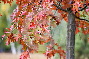 Quercus coccinea red leaves during autumn season, ornamental tree