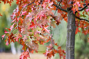 Quercus coccinea red leaves during autumn season, ornamental tree photo