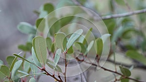 Quercus Engelmannii Hybrid Foliage - Volcan Mtns - 111422