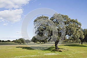 Holm oak grove in Extremadura, Spain photo