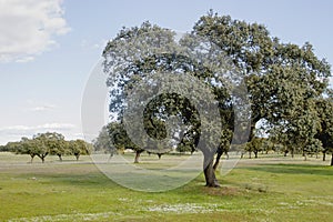 Quercus ilex or holm oak trees grove photo