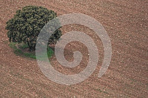 (Quercus ilex) is a medium and low-sized tree, which can reach 16 to 25 m in height. In the wild, it has an oval