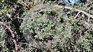 Quercus John-Tuckeri Leaf - San Emigdio Mtns - 100522