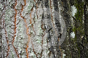 Quercus Ã ludoviciana Sarg