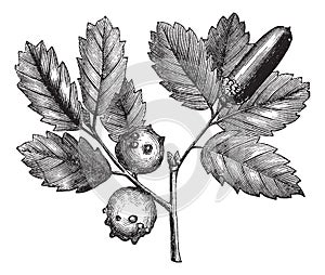 Quercus lusitanica or Gall Oak vintage engraving