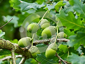 The green acorns of sessile oak.