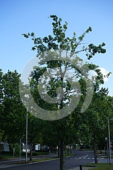 Quercus petraea grows in September. Berlin, Germany