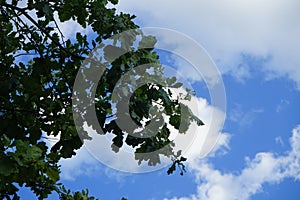 Quercus petraea grows in September. Berlin, Germany