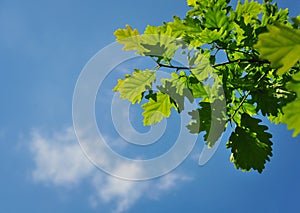 Quercus Petraea nature