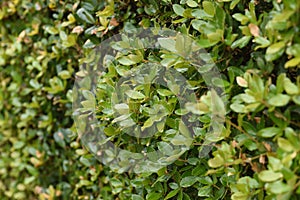 Quercus phillyraeoides Ubame oak hedge.