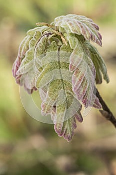 Quercus pyrenaica Pyrenean oak green and red leaf buds in spring with velvet look at end of twigs with ribbing and artistic blur