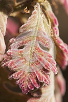 Quercus pyrenaica Pyrenean oak spring buds of this tree with the appearance of red velvet