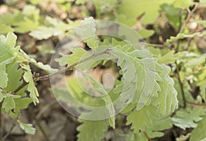 Quercus pyrenaica Pyrenean oak spring shoots with green or red velvet appearance detail of leaves with veins, hairs and peduncles