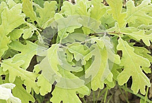 Quercus pyrenaica Pyrenean oak spring shoots with green or red velvet appearance detail of leaves with veins, hairs and peduncles