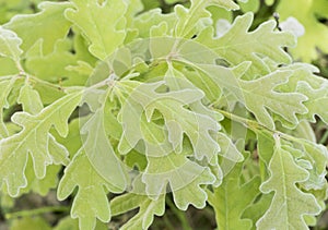 Quercus pyrenaica Pyrenean oak spring shoots with green or red velvet appearance detail of leaves with veins, hairs and peduncles photo