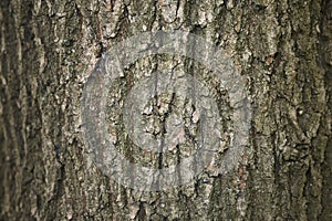 Quercus robur bark photo